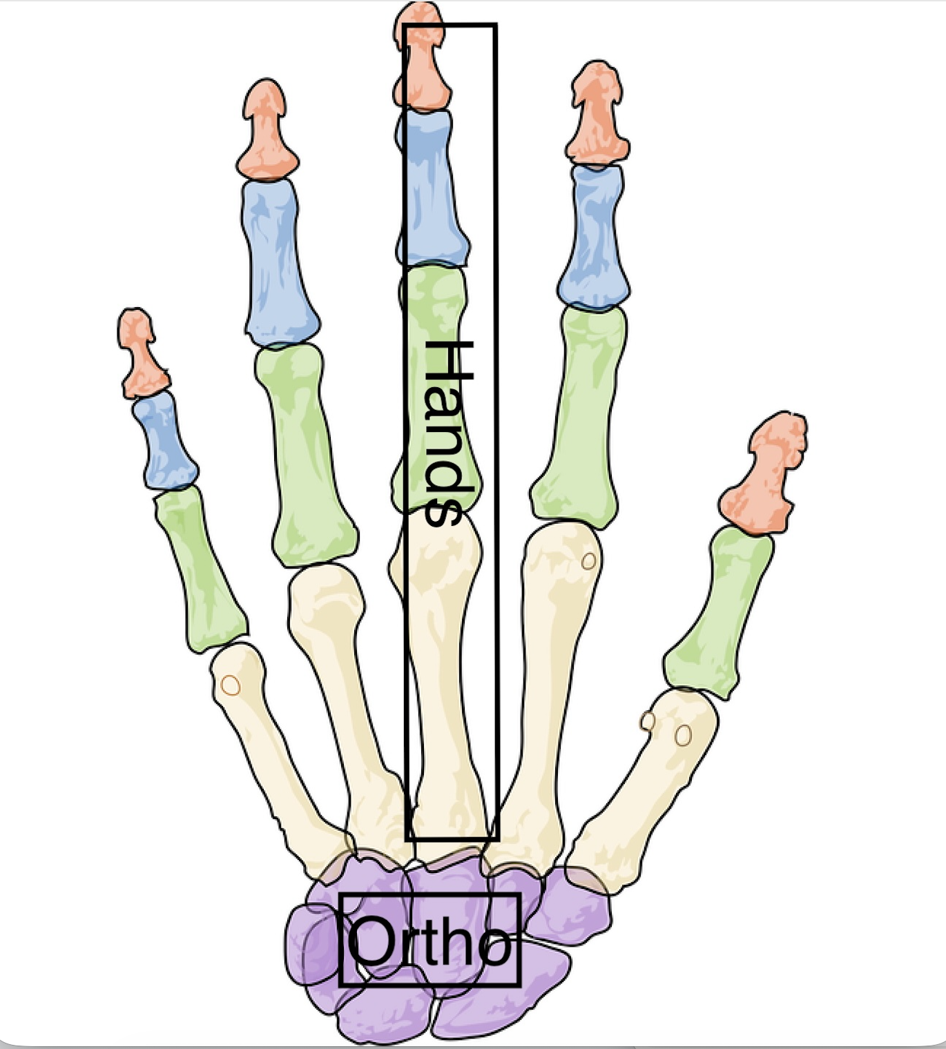 Hand bones diagram — Hands (phalanges/metacarpals) and Ortho (carpals) labelled